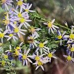 Galatella sedifoliaFlower