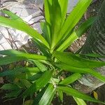 Dracaena angustifolia برگ