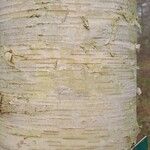 Betula ermanii Corteccia