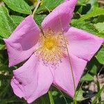 Rosa virginiana Flor