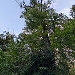 Juglans nigra Libunga