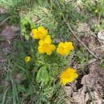 Ranunculus millefoliatus Flower