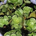 Sedum ternatum List