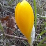 Sternbergia luteaFlor