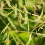 Eragrostis barrelieri Flower