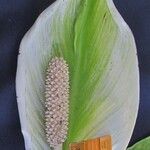 Spathiphyllum montanum Çiçek