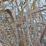 Phragmites australis Écorce