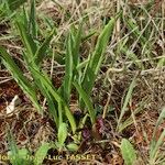 Biarum tenuifolium Natur