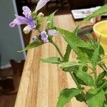 Scutellaria incana Blüte