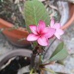 Plumeria rubraFlower