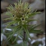 Castilleja nana Blomma