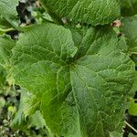 Lunaria rediviva Levél