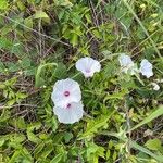 Ipomoea pandurata Flor