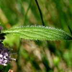 Mentha arvensis Лист