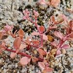 Polycarpon tetraphyllum Кветка