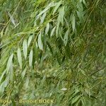 Salix pedicellata Habit