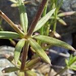 Crucianella latifolia Hoja