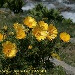 Adonis pyrenaica Habitus