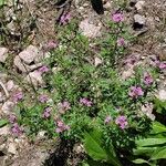 Verbena bipinnatifida Цвят