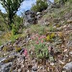 Anthyllis montana Облик