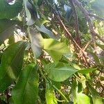 Shirakiopsis ellipticaLeaf