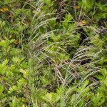 Oloptum miliaceum 形態