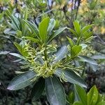 Daphne pontica Hoja