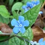 Omphalodes verna Blomma