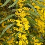 Acacia macradenia Flower