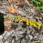 Cytisus nigricans പുഷ്പം