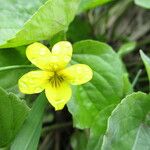 Viola glabella Fleur