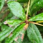 Berberis julianae 叶