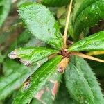 Berberis julianae Fuelha