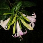 Coutarea hexandra Flower