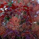 Cotinus obovatus Hábitos