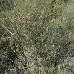 Baccharis spicata Hábito