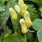 Aconitum lycoctonumЦвят