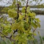 Quercus roburFoglia