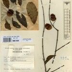Combretum congolanum Otro