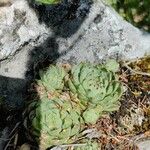 Sempervivum tectorumЦвят