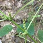 Boehmeria cylindrica Flower