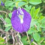 Clitoria ternatea Flor