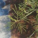 Senna artemisioides Blatt