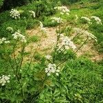 Chaerophyllum aromaticum 整株植物