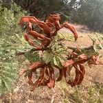 Mimosa aculeaticarpa Fruit