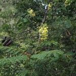 Caesalpinia decapetala Alia