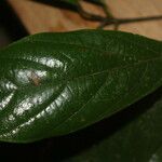 Ocotea valerioides Leaf