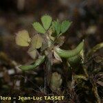 Medicago monspeliaca Habit