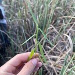 Caperonia castaneifolia Blatt