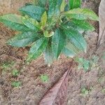 Ardisia crenataFeuille